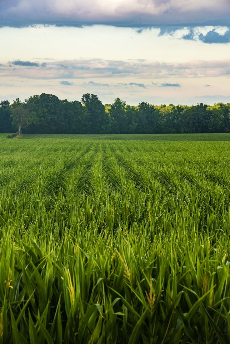 Green and Healthy Leaves